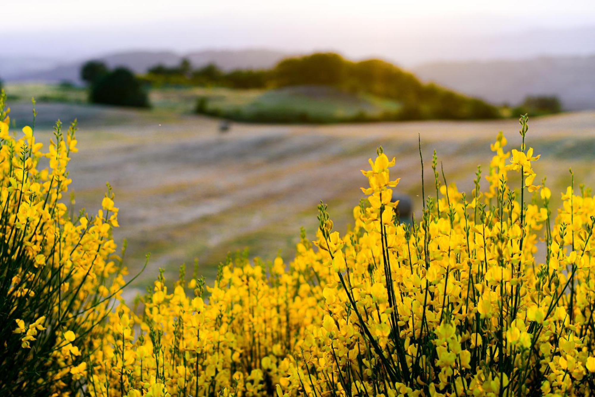 Agriturismo Le Casaline Seggiano Εξωτερικό φωτογραφία